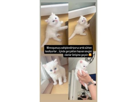 Pamuk kızımız sütten kesildi