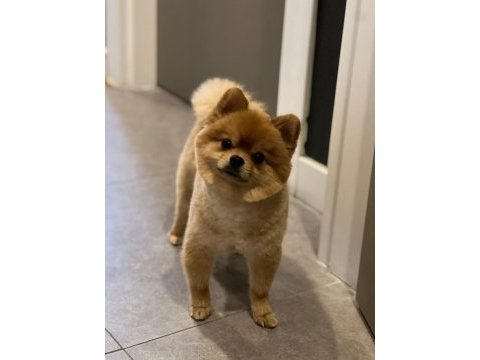 Pomeranian boo 4 yaşında