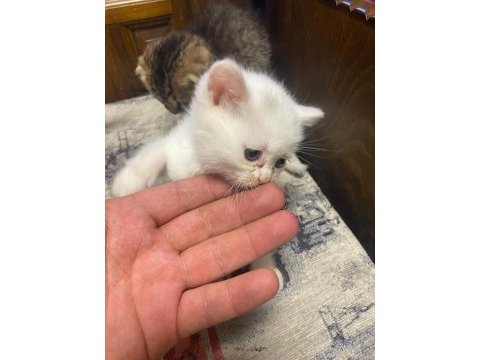 British shorthair kedilerimiz