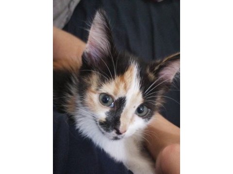 Bebek calico kediler