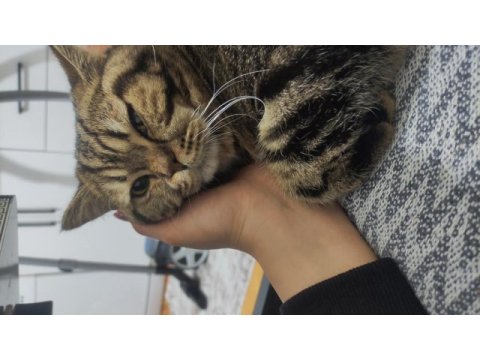 Kedimiz paşaya ömürlük sevgi dolu yuva aranıyor