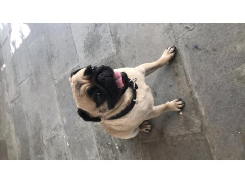 2 yaşında dişi köpeğimize erkek eş arıyoruz pug