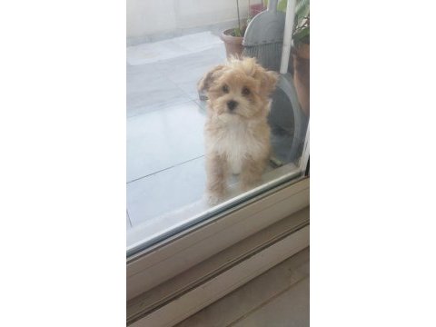 Maltipoo bebeğimiz