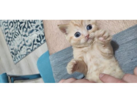Yavru anne ve baba british shorthair