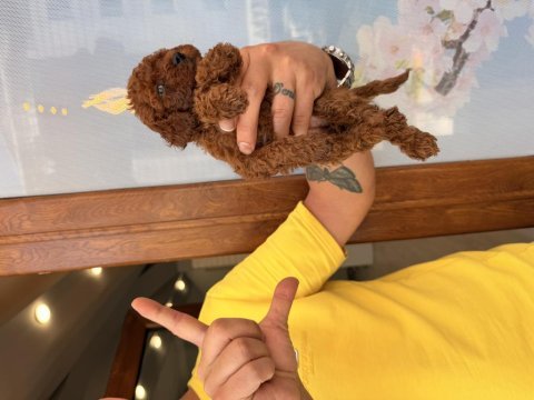 Toy poodle bebeklerim