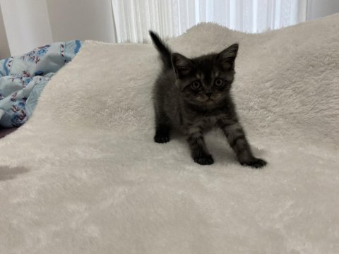 Koyu kahve british shorthair yavru