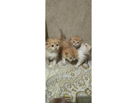 Şampiyon kan bağından gelen golden ny 11 ve 12 kediler