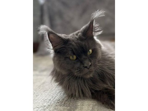 Sağlık ve ırk garantili minik maine coon devler