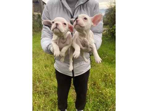Üst sınıf french bulldog yavrularımız