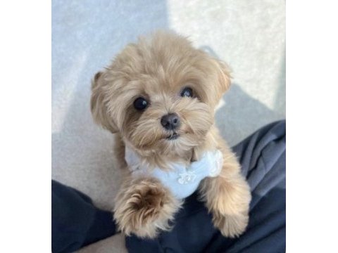 Enerji bebek maltipoo