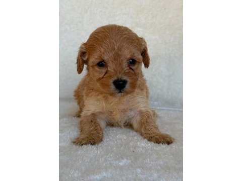 Maltipoo çok sevimli yavrularım