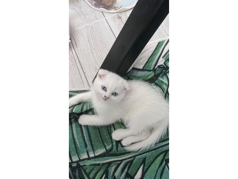 4 aylık dişi scottish fold