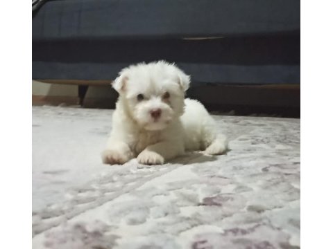 Maltese terrier xs sıfır numara ev doğumlu