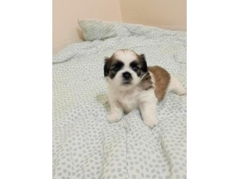 Shih tzu yavrular
