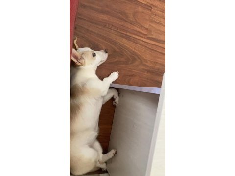 6 aylık köpeğimizin hemen hemen her eğitimi tam yavrumuz