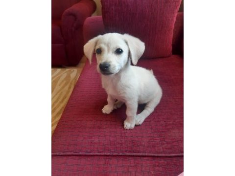Sahiplendirme köpeğimiz için