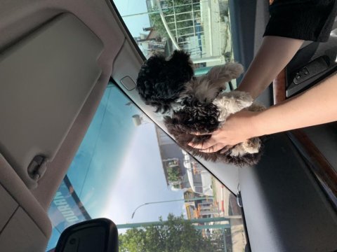 Maltipoo 3 aylık