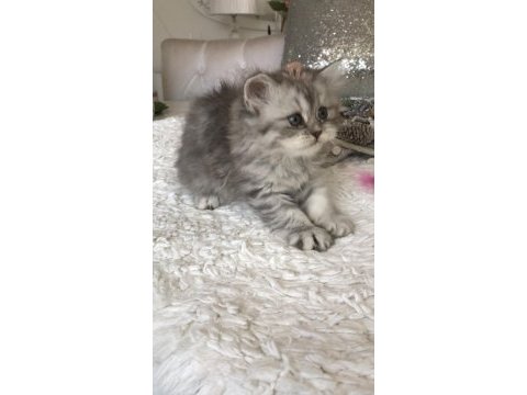 Silver tabby longhair dişi kedimiz