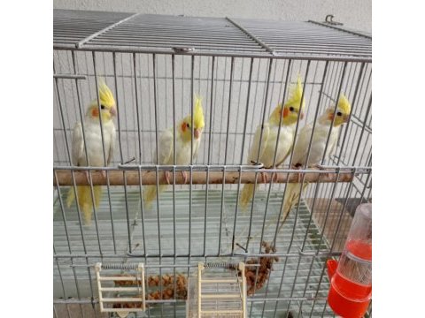 Lutino sultan papağanı bebişler