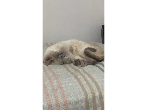 Acil ücretsiz british shorthair blue point cinsi