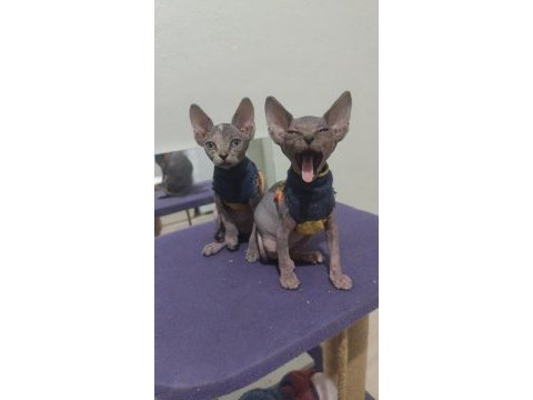 Sphynx home blue point