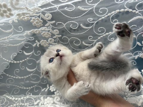 Açıklamayı oku scottish fold