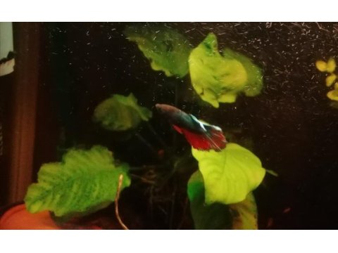 Yavru diskus kribensis vatoz çöpçü beta