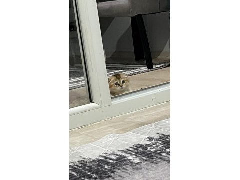 3 aylık british shorthair