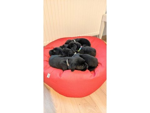 Dev anneden devasa şecereli cane corso yavrular