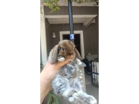 Holanda lop mini lop cuce tavşan yavrulari gonderim var