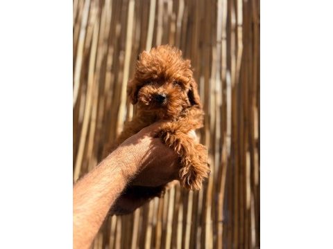 Irkının en iyi olan poodle bebekler
