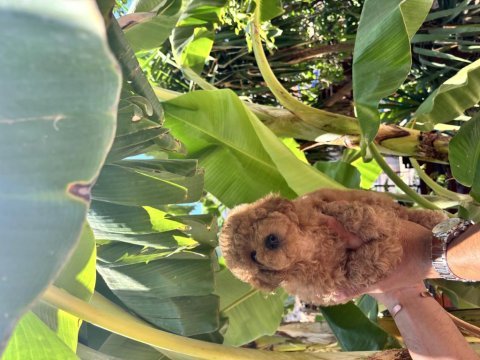 Dünyalar tatlısı ruhsatlı bayiden poodle