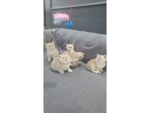 British shorthair blue golden ve lilliac goldenler