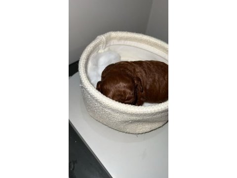 Red brown renk ırk garantili kore poodle bebekler