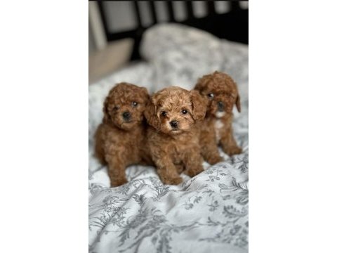 Poodle yavrularımız