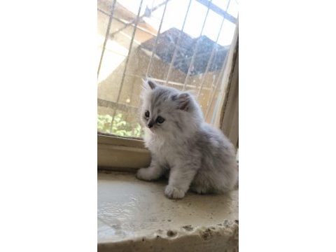 2.5 aylık british longhair yavrular yeni yuvasını bekliyor
