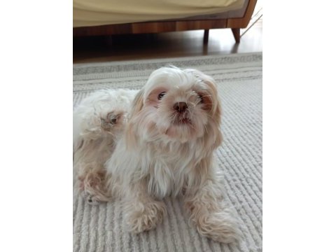 Shih tzu kızımı kızı görebilecek aile arıyorum