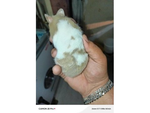 Yumuşacık dişi 2 adet çok sevimli ele alışık hamster