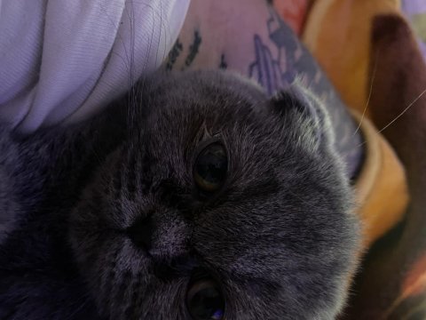 Scottish fold adana içine verilir