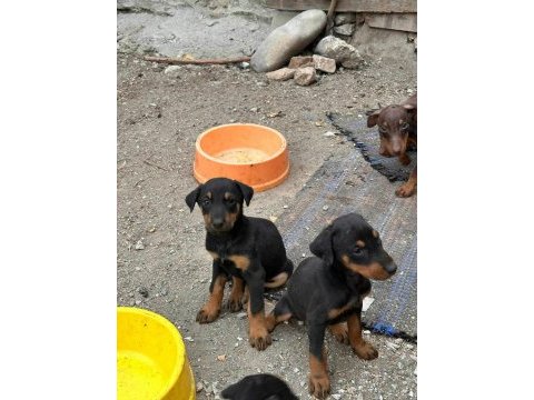Doberman yavrularımız yeni yuvalarını arıyor