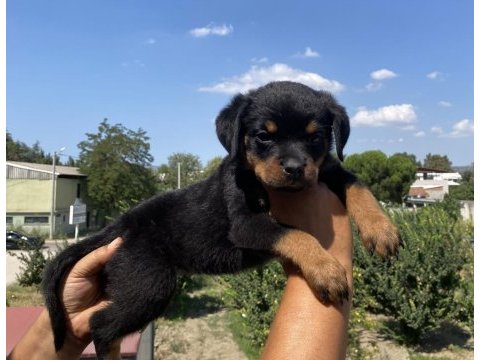 Koca kafa rottweiler yavruları burkem‘den