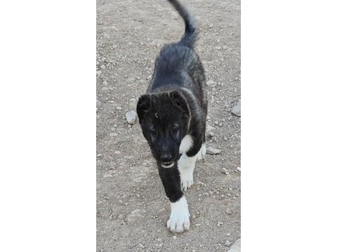 Kurt boğan kangal