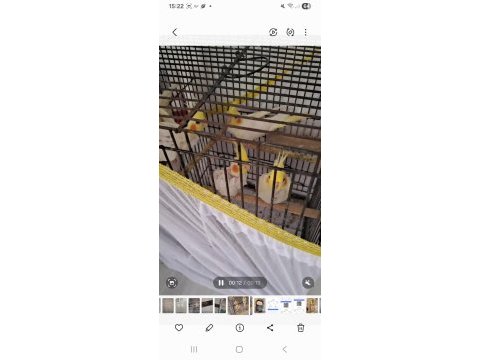 Evcil lutino sultan papağanı yavrular