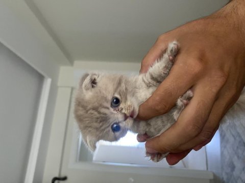 1,5 aylık dişi scottish fold sahiplendirilecektir