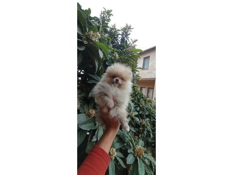 Minnak pomeranian boo bebekler