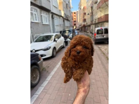 Sağlık ve ırk garantili aşılı çipli poodle bebek