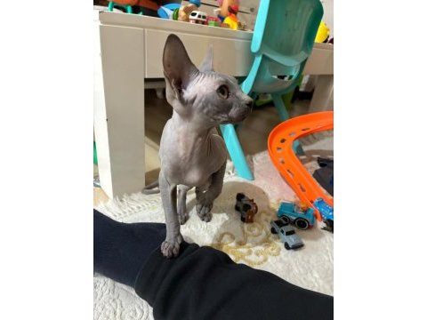 4 aylık dişi bebek sfenks sally