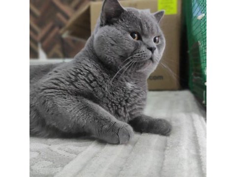 Koca kafalı british shorthair oğlum