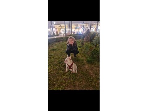 Dişi lilac tan platinium isabella taşıyıcı french bulldog