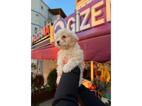 Maltipoo yavrular